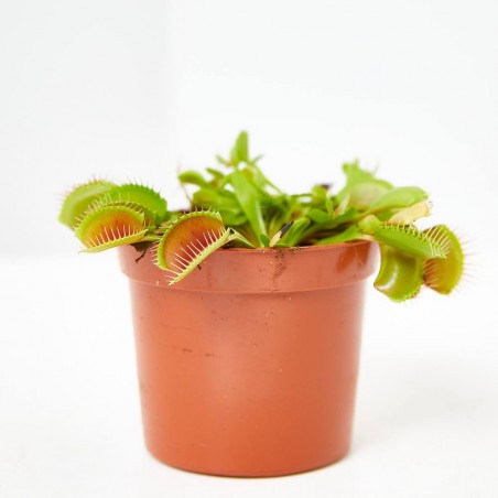 PLANTA CARNÍVORA