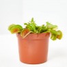PLANTA CARNÍVORA