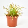 PLANTA CARNÍVORA