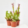PLANTA CARNÍVORA