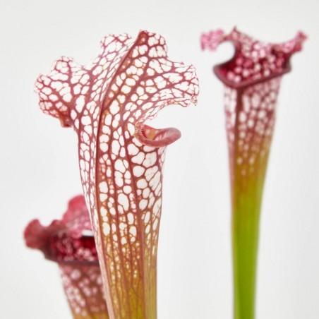 PLANTA CARNÍVORA