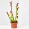 PLANTA CARNÍVORA