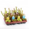 PLANTA CARNÍVORA