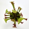 PLANTA CARNÍVORA