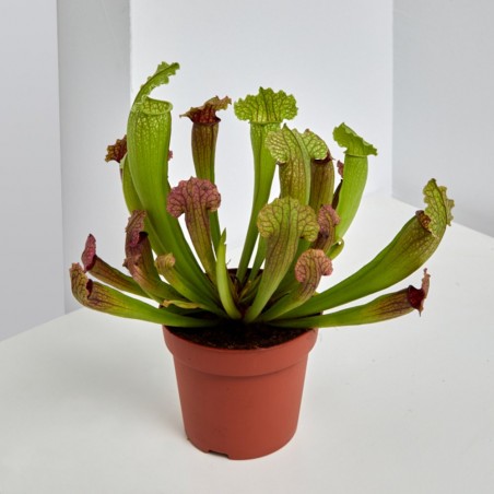 PLANTA CARNÍVORA