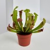 PLANTA CARNÍVORA