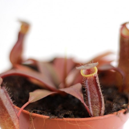 PLANTA CARNÍVORA