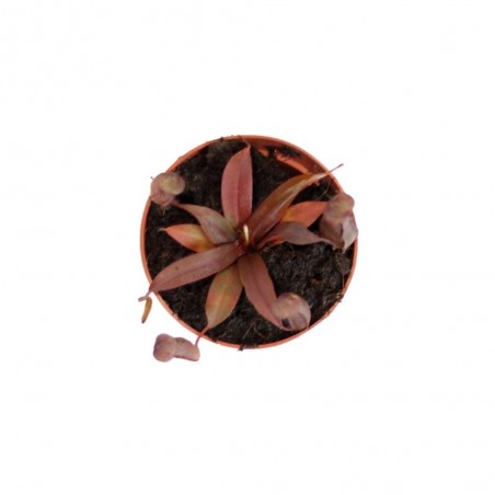 PLANTA CARNÍVORA