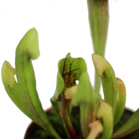 PLANTA CARNÍVORA