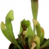 PLANTA CARNÍVORA