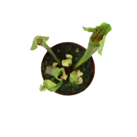 PLANTA CARNÍVORA