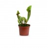 PLANTA CARNÍVORA