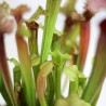 PLANTA CARNÍVORA