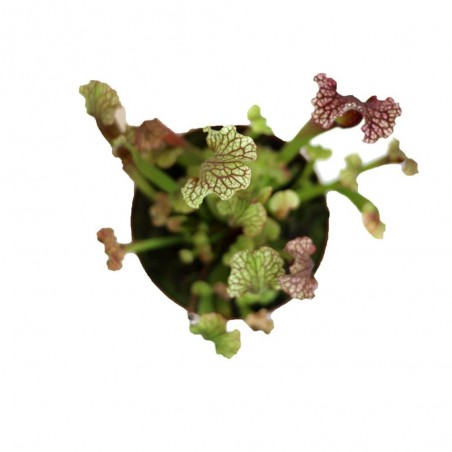 PLANTA CARNÍVORA
