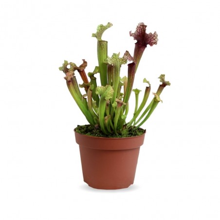 PLANTA CARNÍVORA