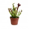 PLANTA CARNÍVORA