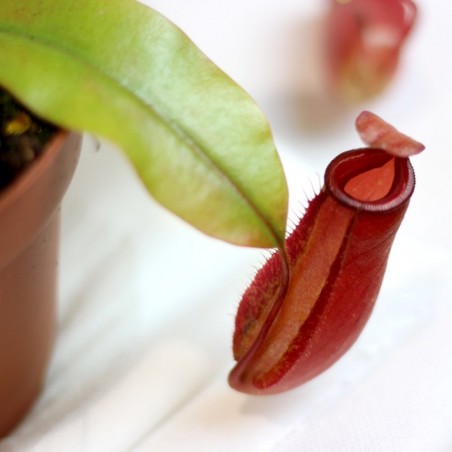 PLANTA CARNÍVORA