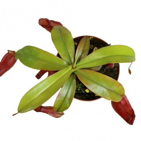 PLANTA CARNÍVORA