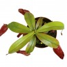 PLANTA CARNÍVORA
