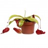 PLANTA CARNÍVORA