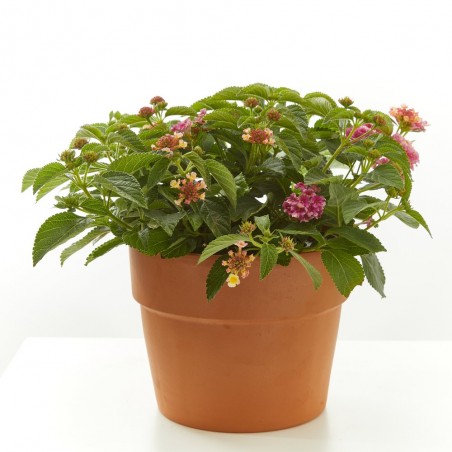 LANTANA