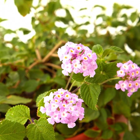 LANTANA