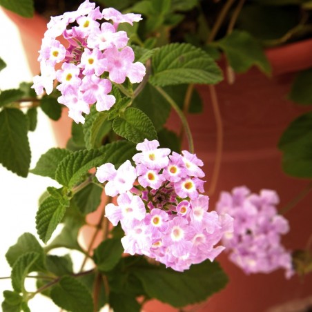 LANTANA