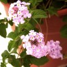 LANTANA