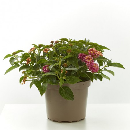 LANTANA