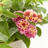 LANTANA