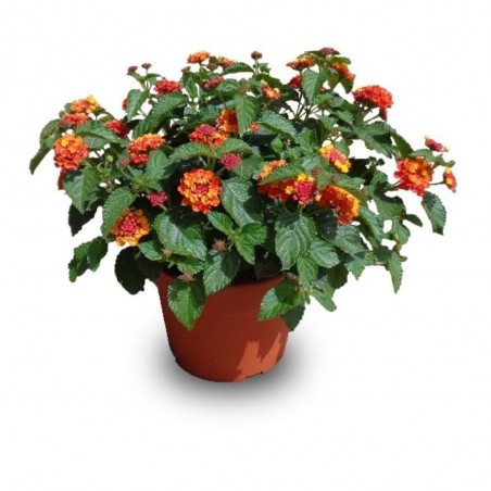 LANTANA