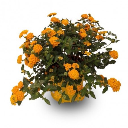 LANTANA