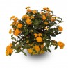 LANTANA