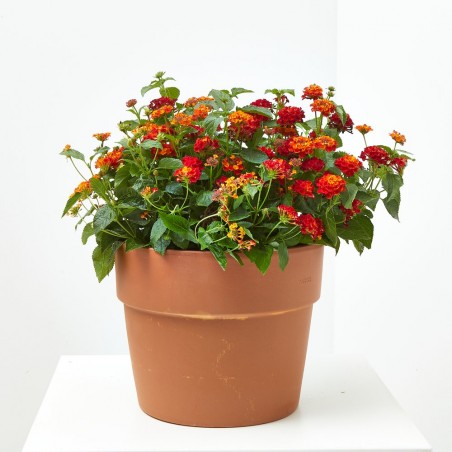 LANTANA