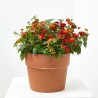 LANTANA