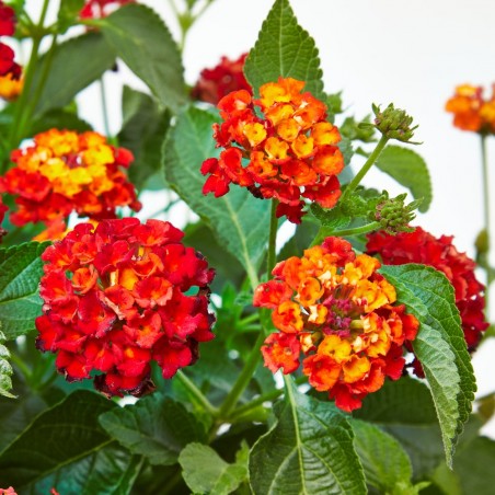LANTANA