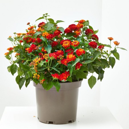 LANTANA