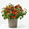 LANTANA