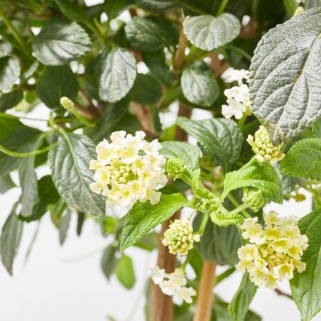 LANTANA