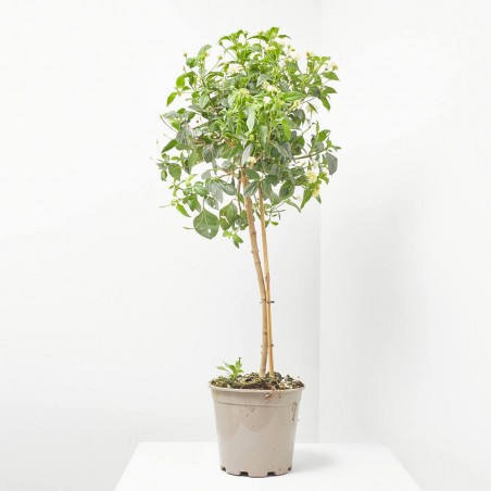 LANTANA
