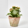 KALANCHOE