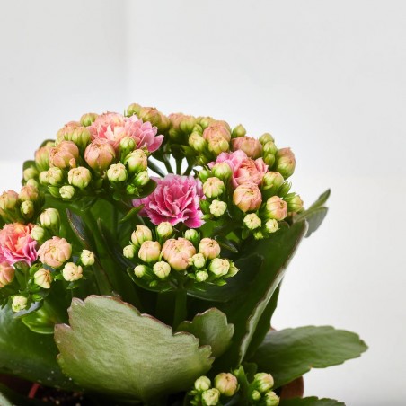 KALANCHOE