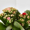 KALANCHOE