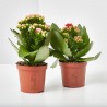KALANCHOE