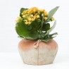KALANCHOE