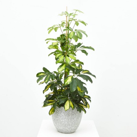 SCHEFFLERA GOLD