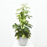 SCHEFFLERA GOLD