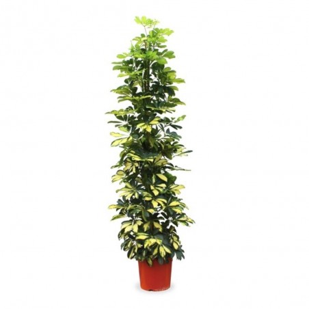 SCHEFFLERA GOLD