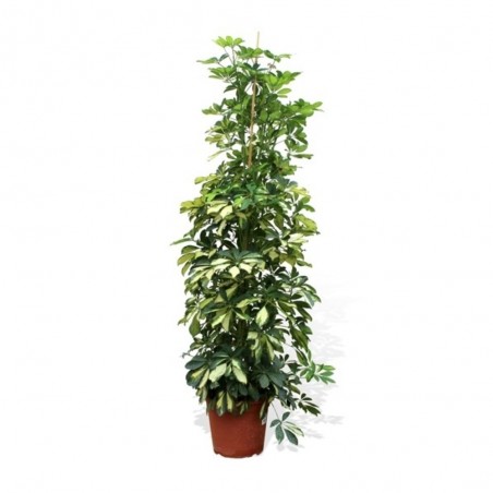SCHEFFLERA GOLD