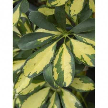 SCHEFFLERA GOLD
